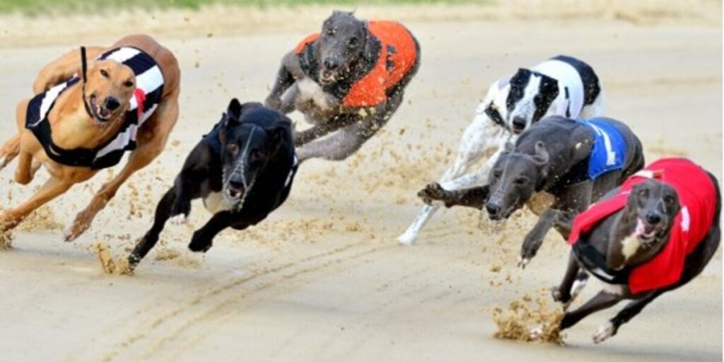 Unleash the Thrill: Your Guide to Dog Racing